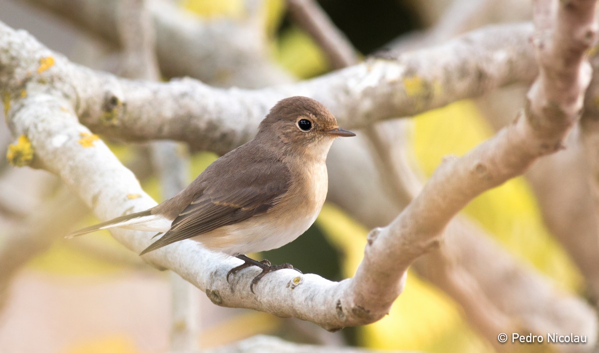 Red-breasted Flycatcher - Pedro Nicolau