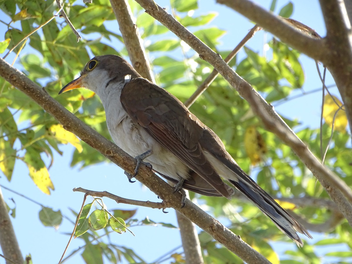 קוקיה צהובת-מקור - ML136957981