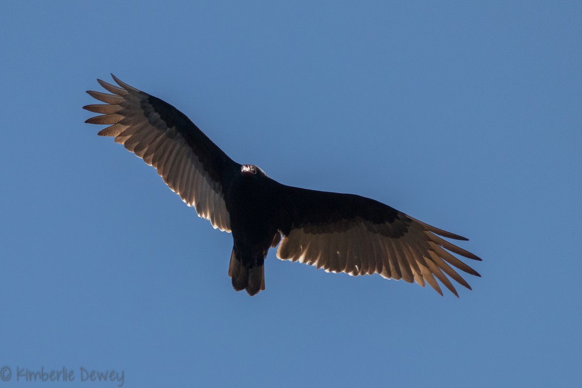 Turkey Vulture - ML136958511