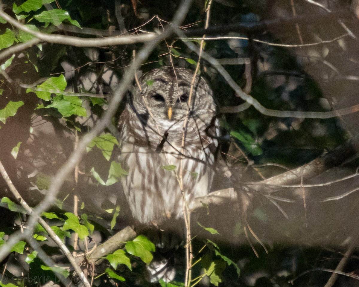 Barred Owl - ML136958541