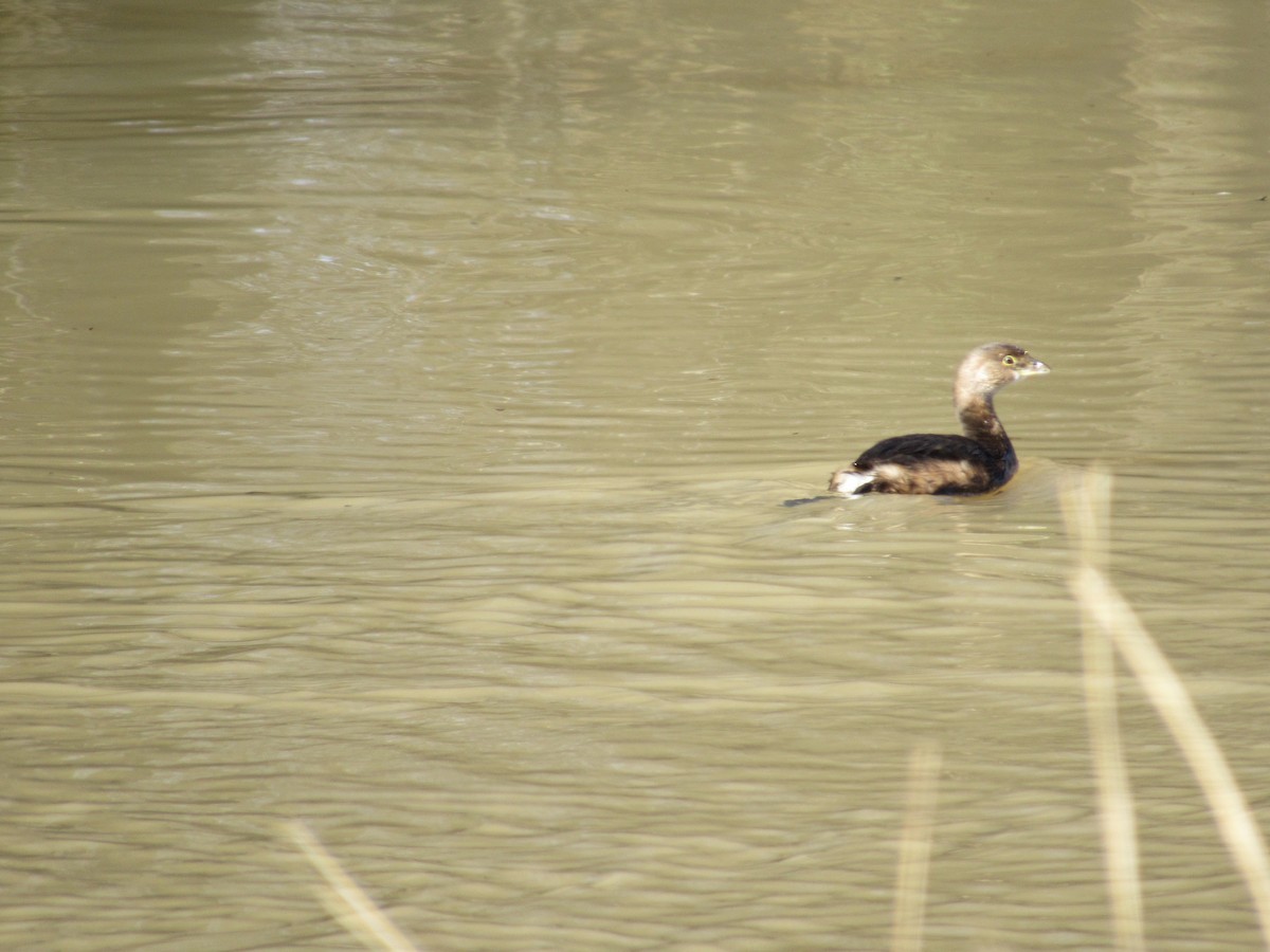 Pied-billed Grebe - ML136959151