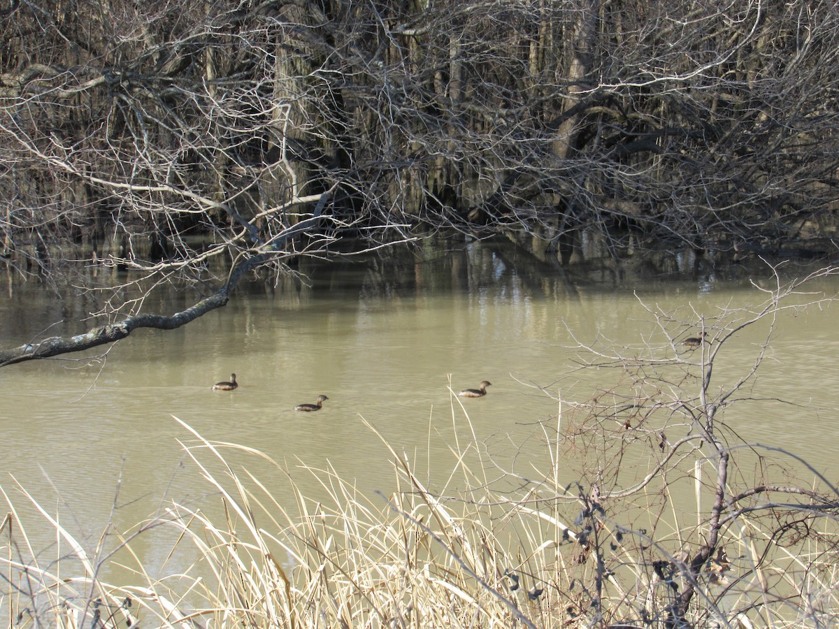 Pied-billed Grebe - ML136959211