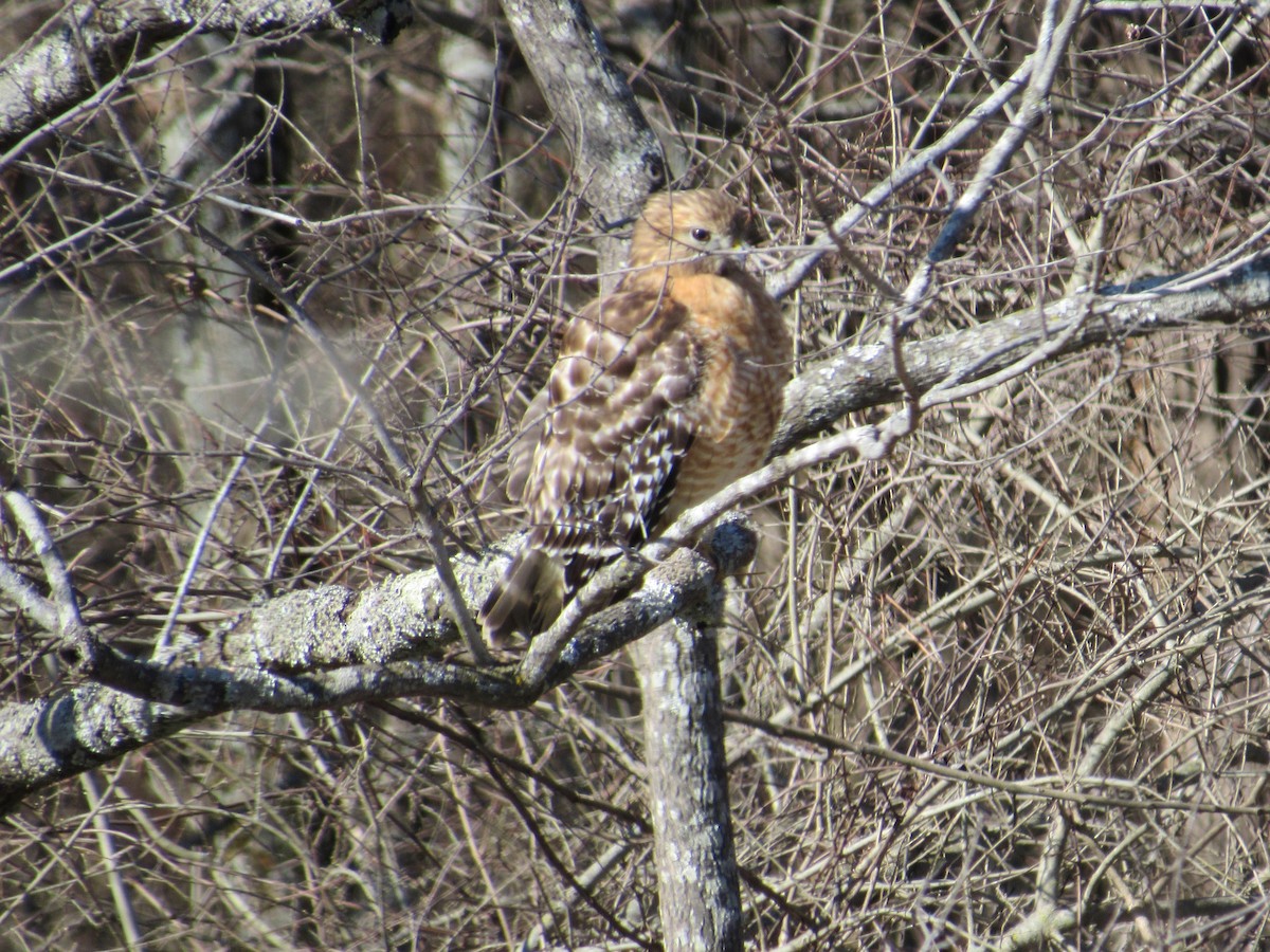 Red-shouldered Hawk - ML136959281