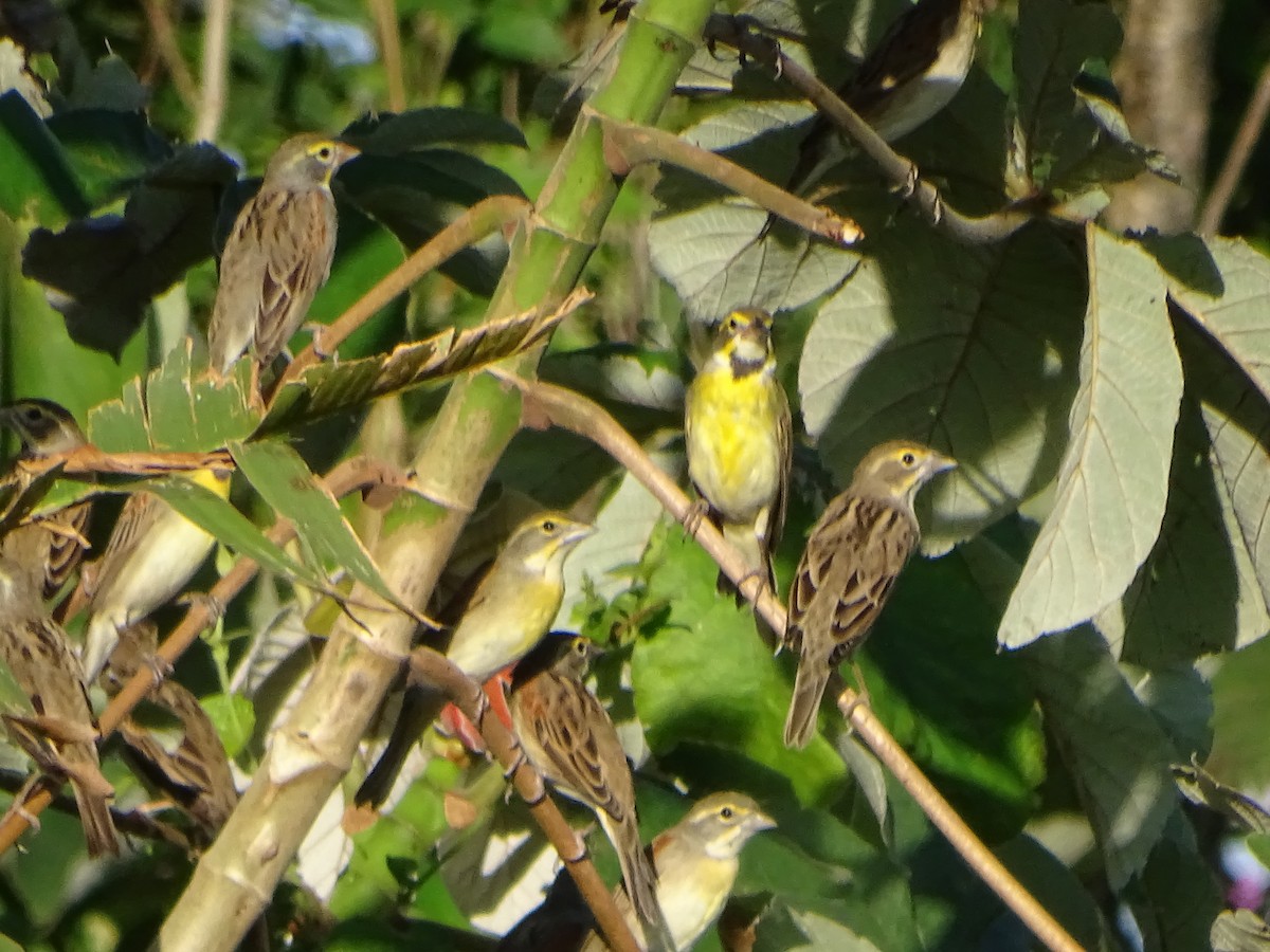 Dickcissel - ML136959631