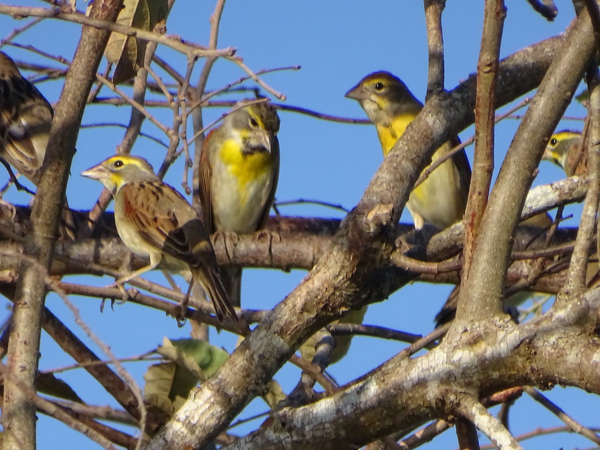 Dickcissel - ML136959651