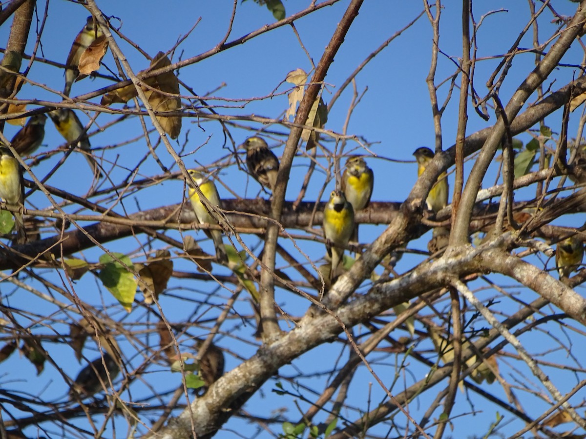 Dickcissel - ML136959771