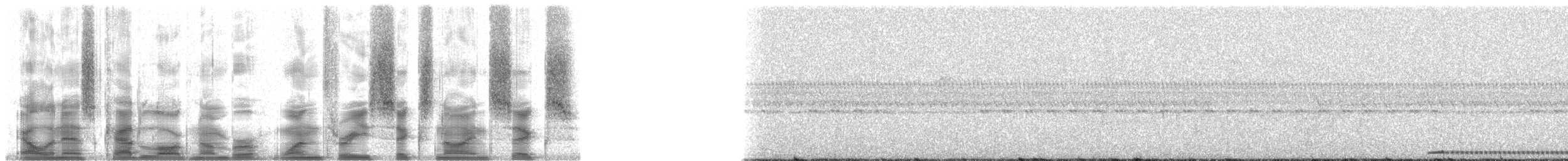 Cabézon élégant (versicolor) - ML13696