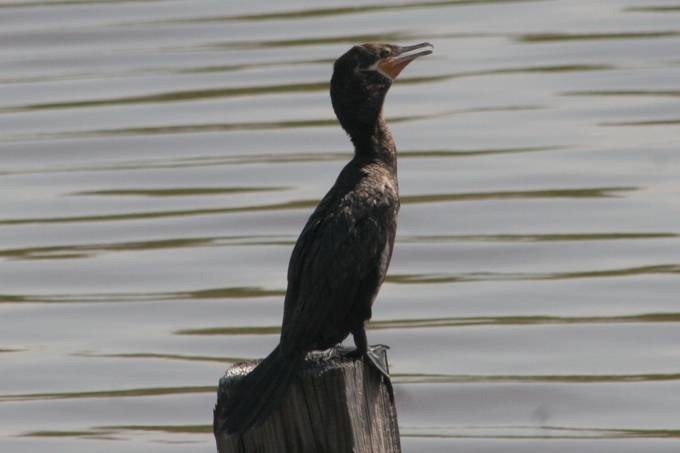 Neotropic Cormorant - ML136960041