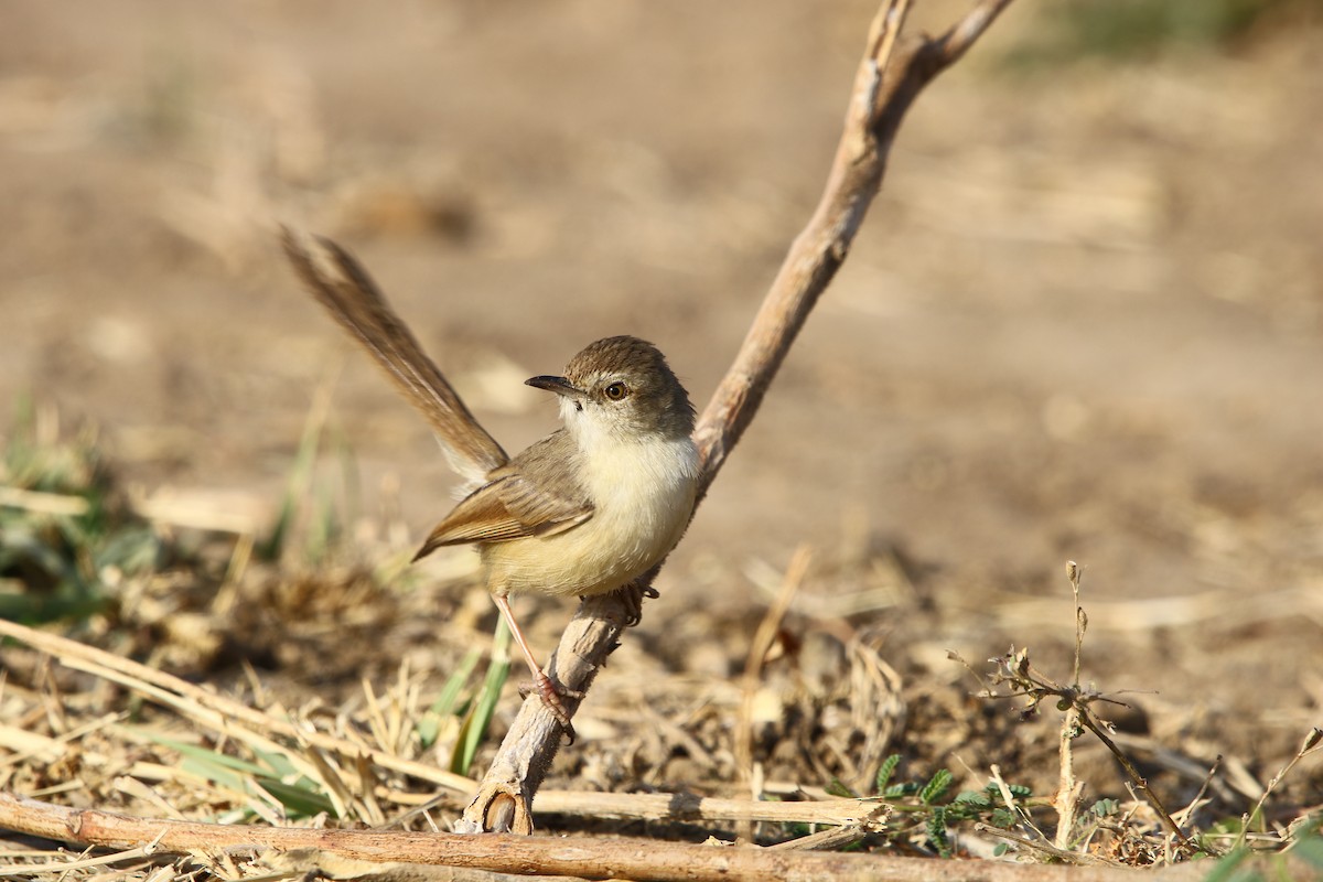 Plain Prinia - ML136960081