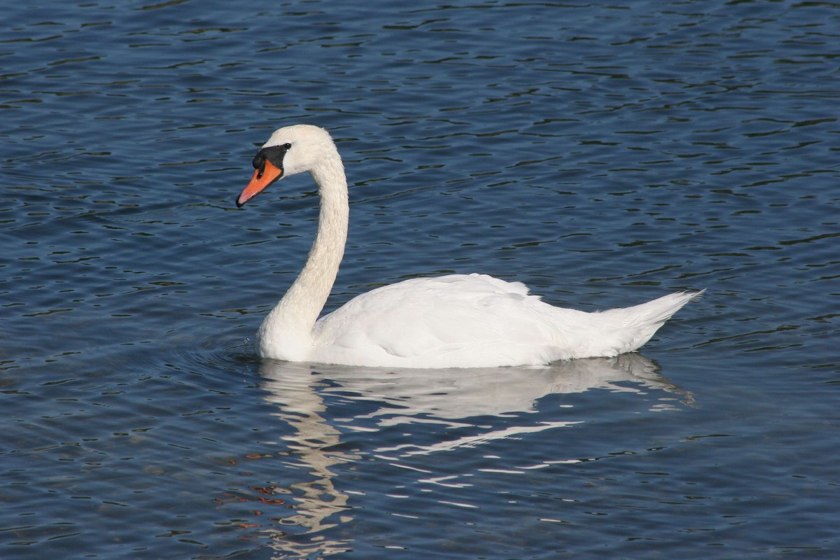 Cygne tuberculé - ML136960871