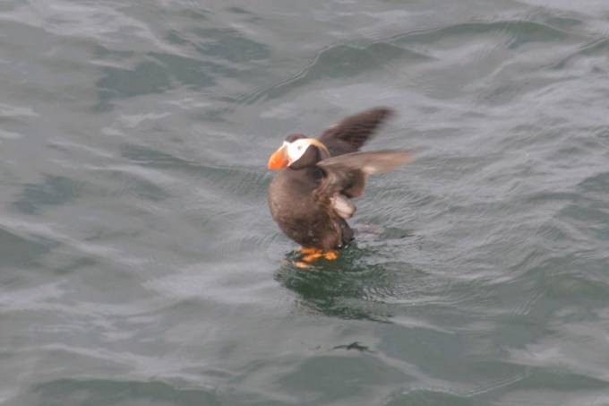 Tufted Puffin - Robert Gowan