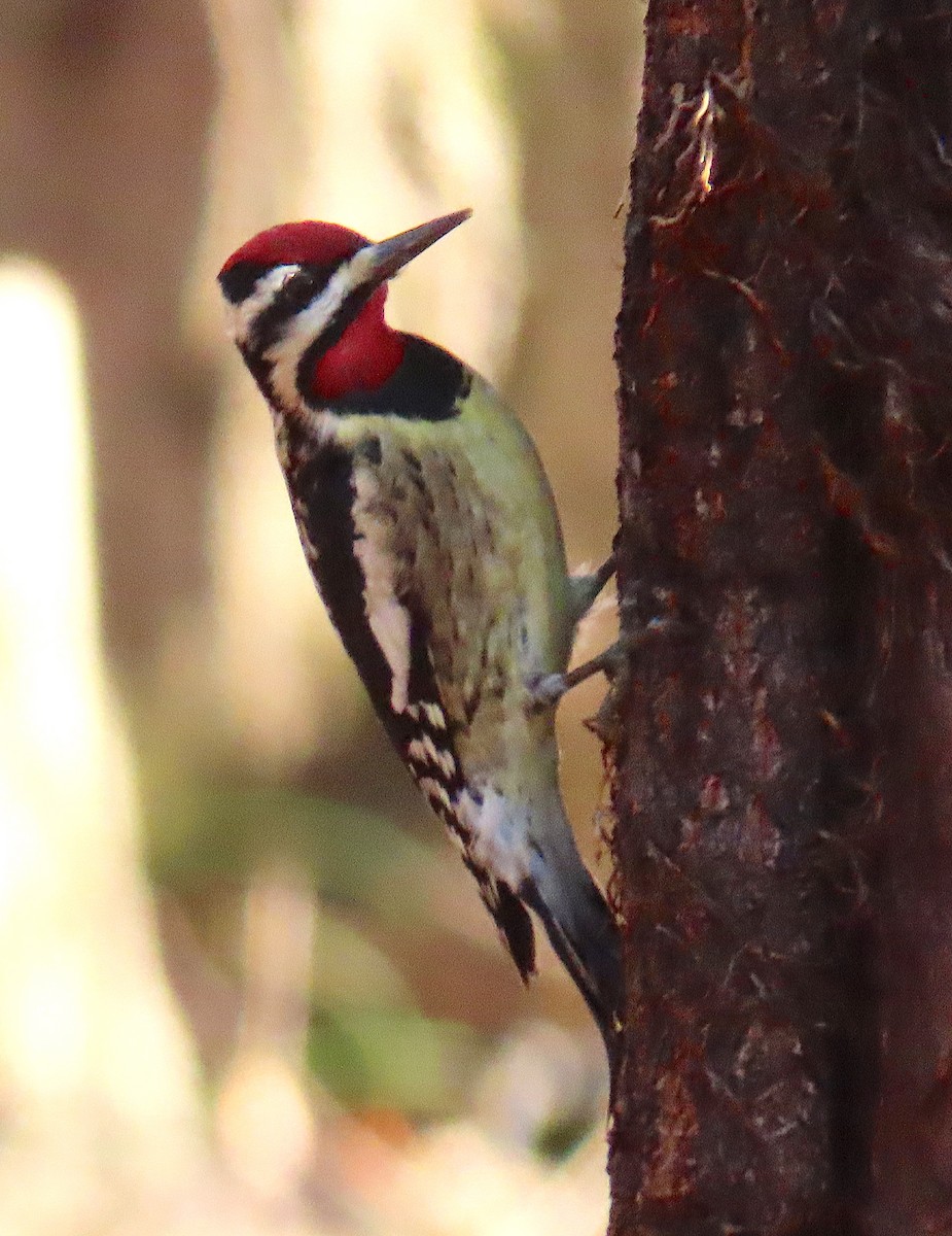 Yellow-bellied Sapsucker - ML136962761