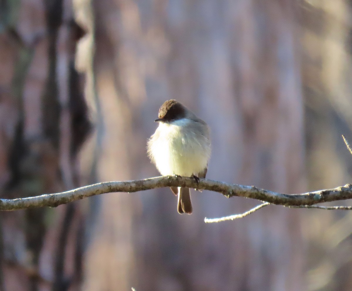 Eastern Phoebe - ML136962941