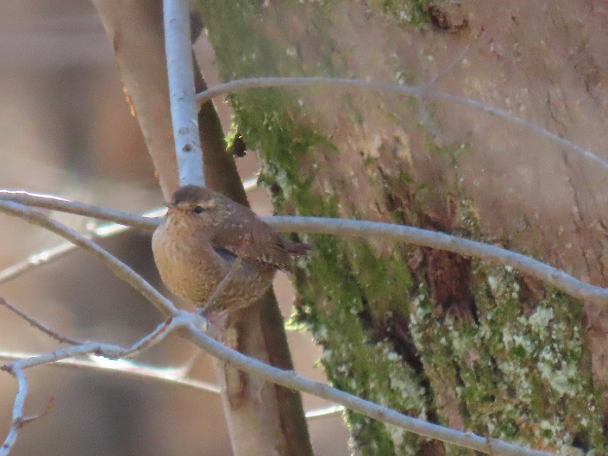 Winter Wren - ML136963151