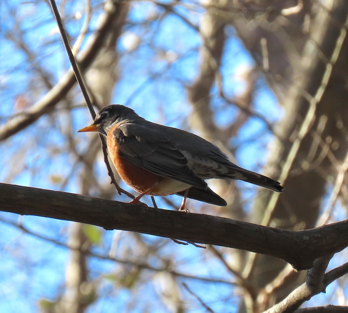 American Robin - ML136963271