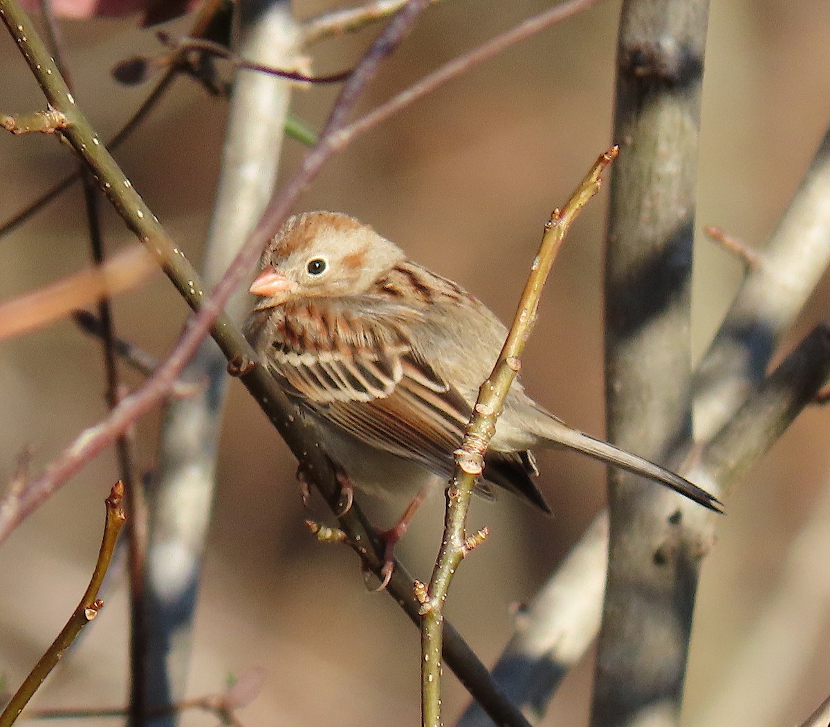 Field Sparrow - ML136963521