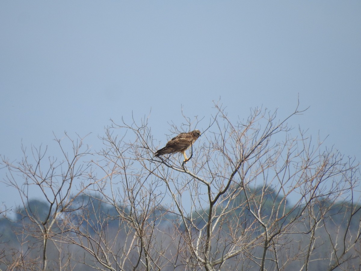 Northern Harrier - Joe Sudomir