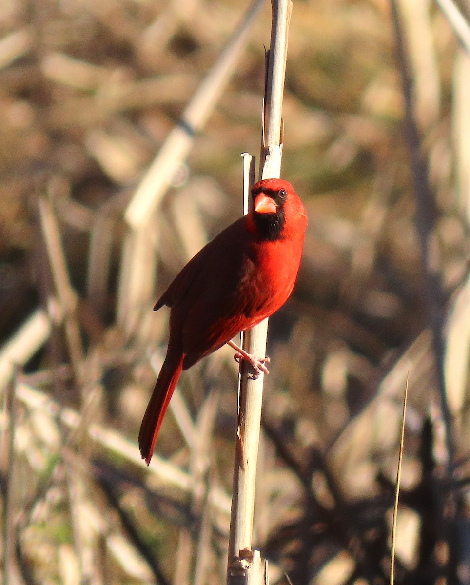 Northern Cardinal - ML136963981