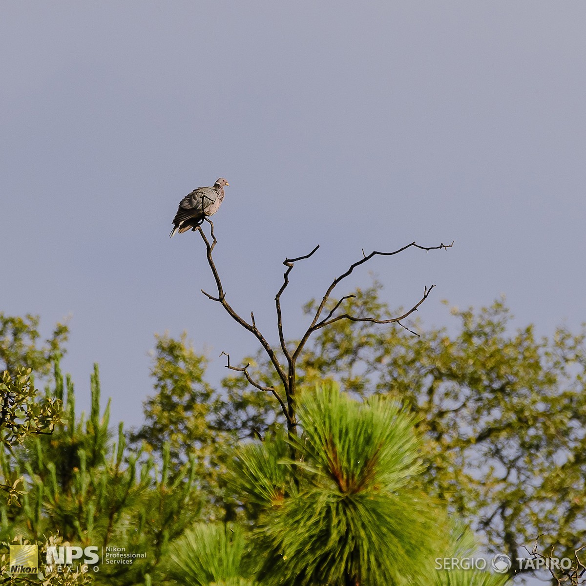 Band-tailed Pigeon - ML136967531