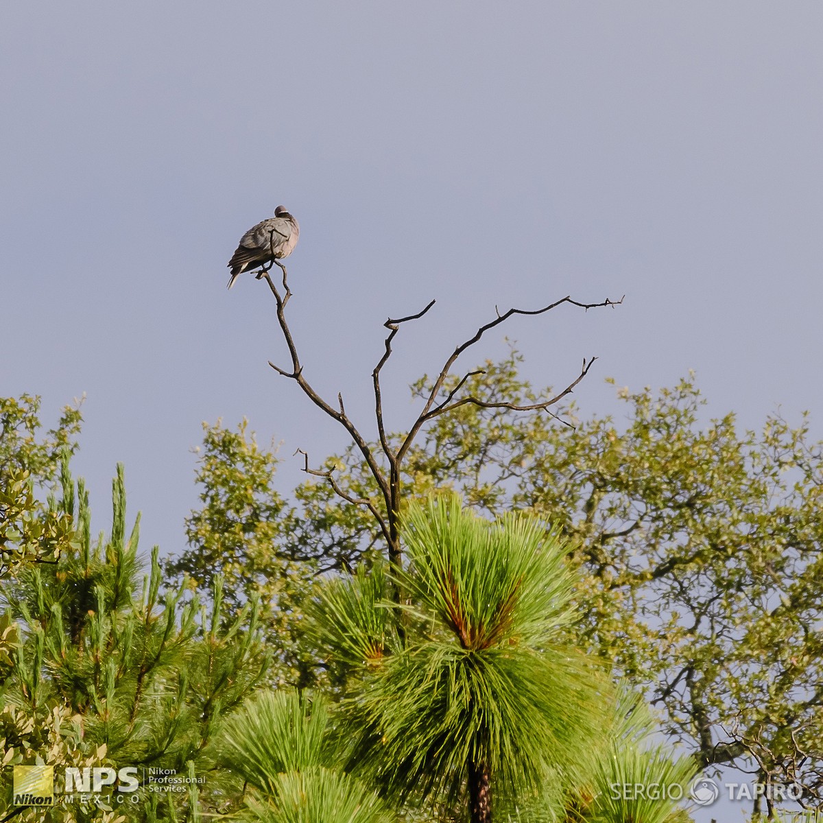 Band-tailed Pigeon - ML136967541