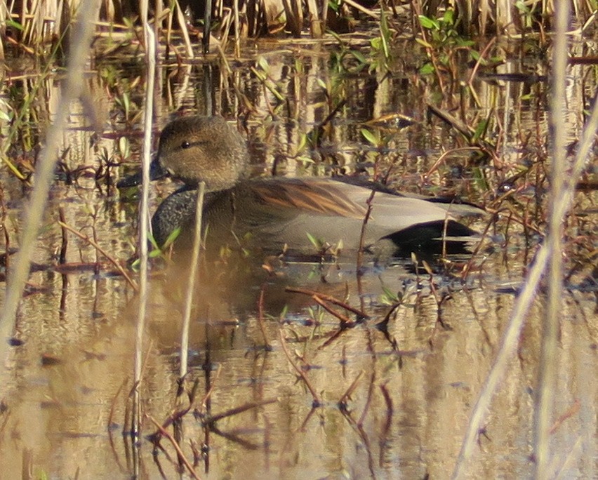 Gadwall - ML136967661