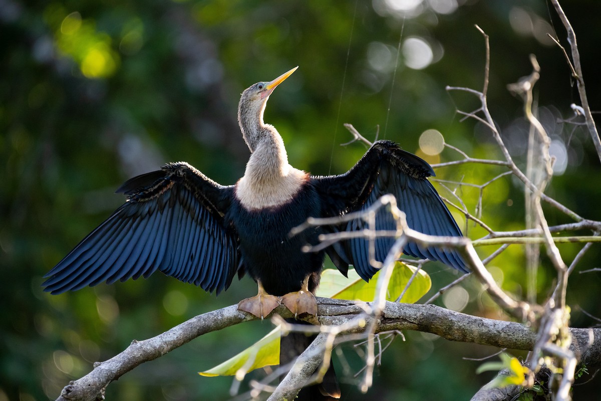 Anhinga - Gary Davis