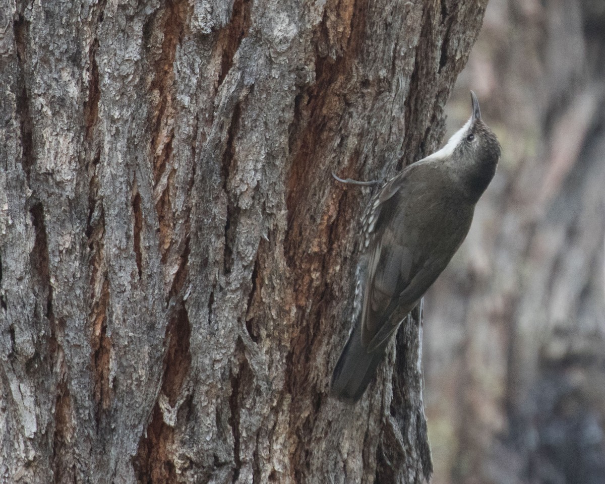 White-throated Treecreeper - Dixie Sommers