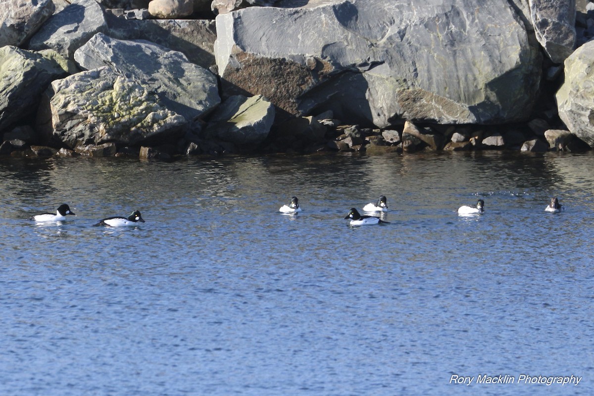 Common Goldeneye - ML136970031