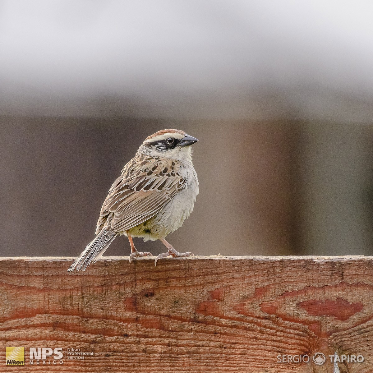 Striped Sparrow - ML136970061