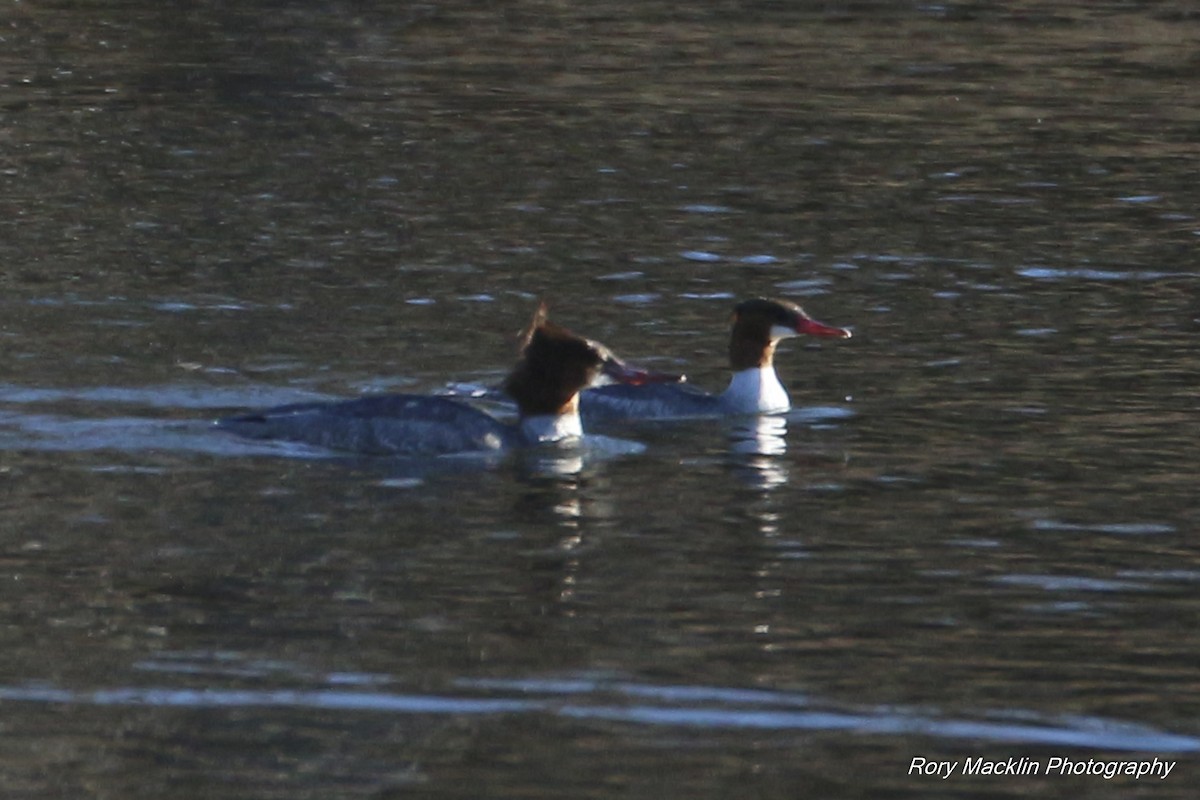 Common Merganser - Rory Macklin