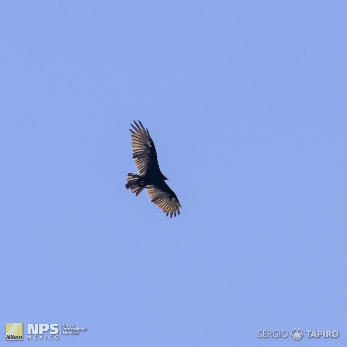 Turkey Vulture - ML136970461