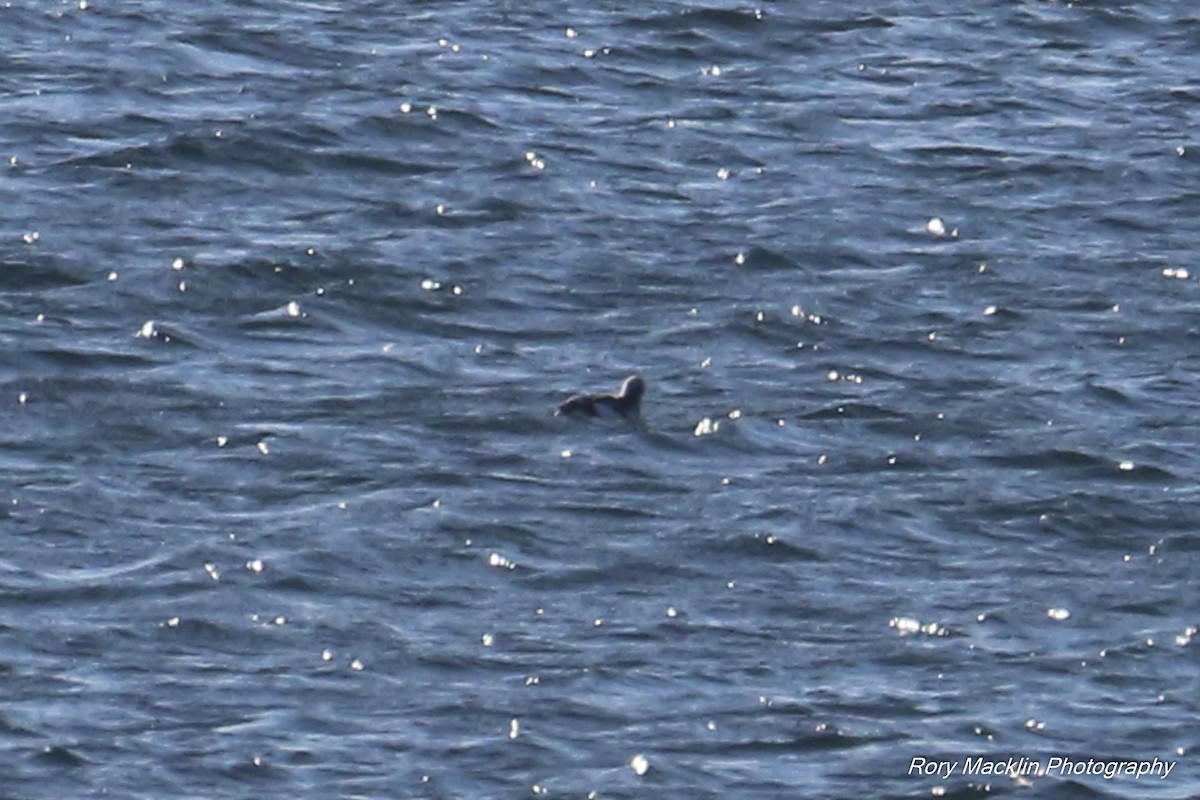 Black Guillemot - Rory Macklin