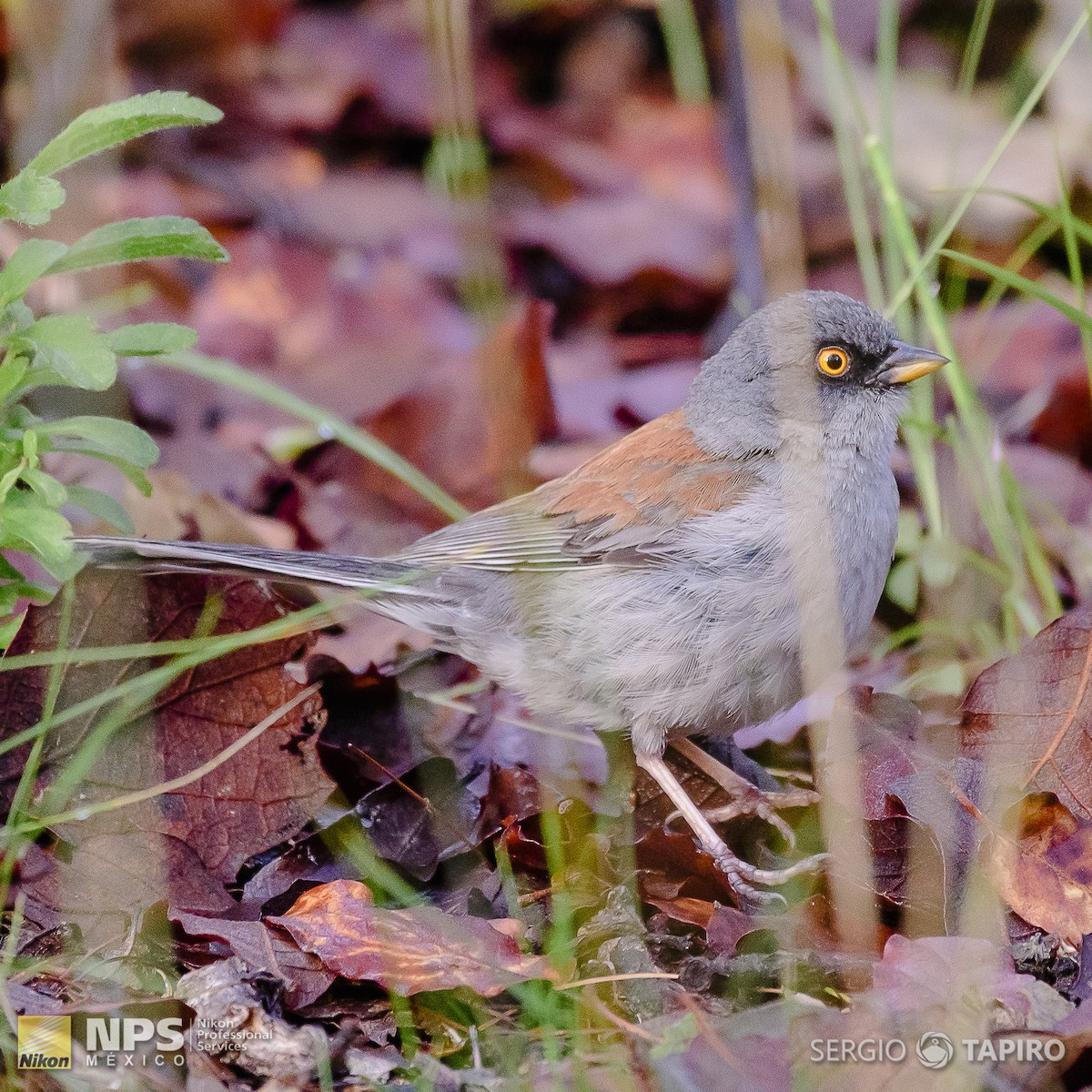 Yellow-eyed Junco - ML136971541