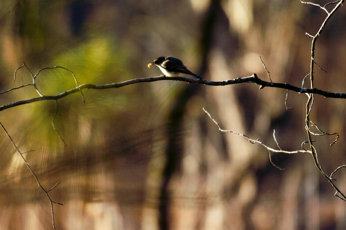 Eastern Phoebe - ML136974101