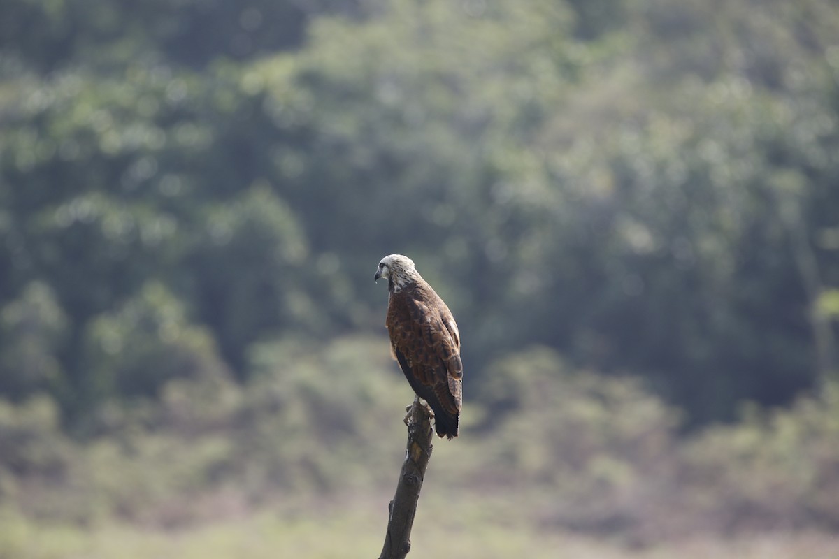 Black-collared Hawk - Zach Schwartz-Weinstein