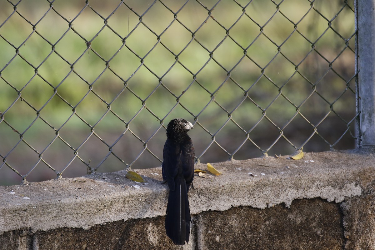 Groove-billed Ani - ML136975221