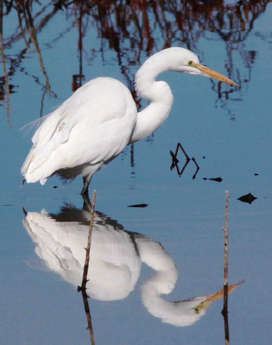 Great Egret - Doug and Diane Iverson