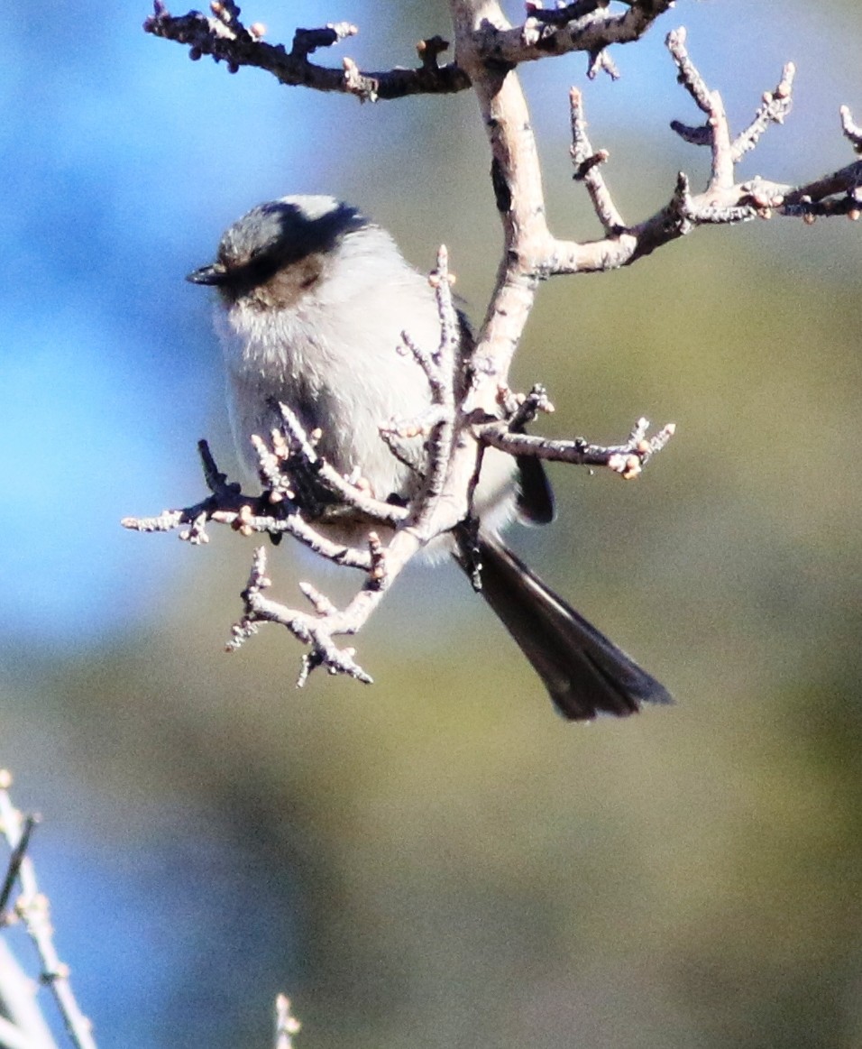 Bushtit - Doug and Diane Iverson