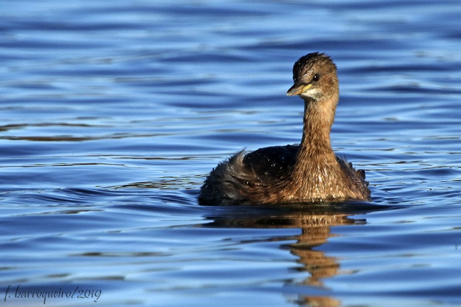 Little Grebe - Francisco Barroqueiro