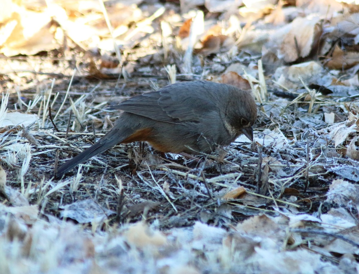 Canyon Towhee - Doug and Diane Iverson