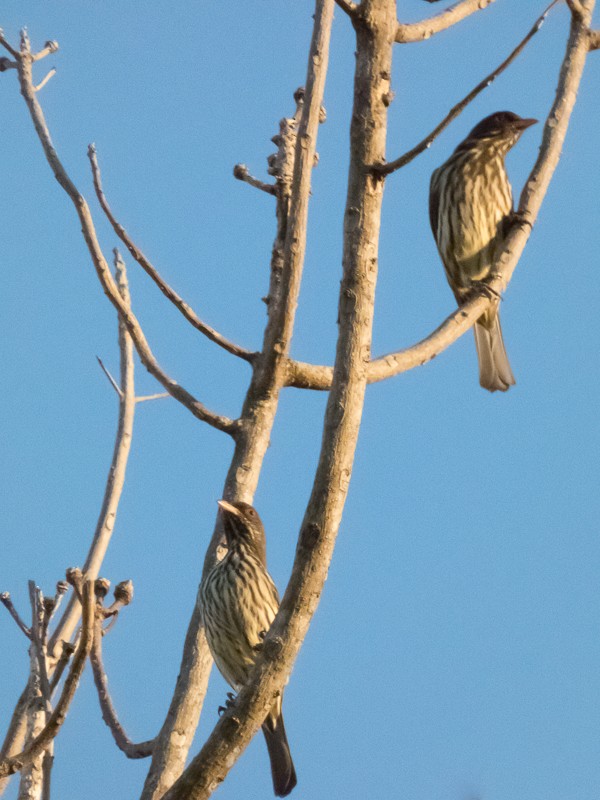 Palmchat - Tami Reynolds