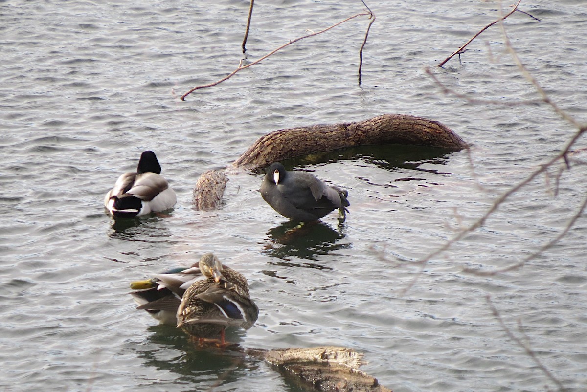 American Coot - ML136979581