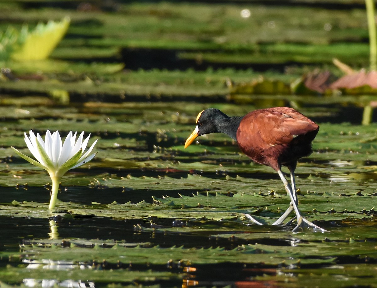 Northern Jacana - ML136982251