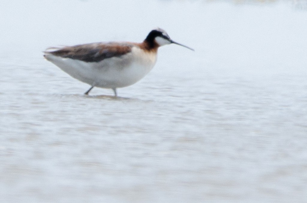 Wilson's Phalarope - ML136982611