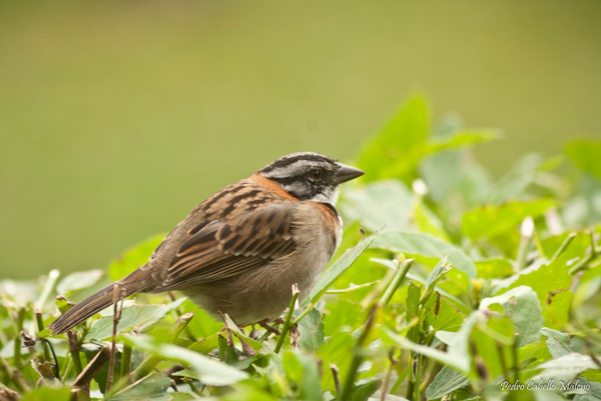 Rufous-collared Sparrow - Pedro Cabello Maleno