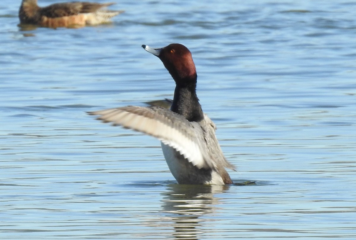 Redhead - Greg Cross