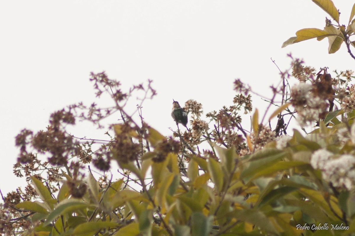 Rufous-shafted Woodstar - Pedro Cabello Maleno