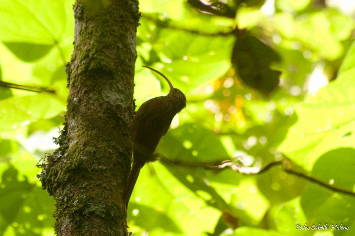 Red-billed Scythebill - ML136985381