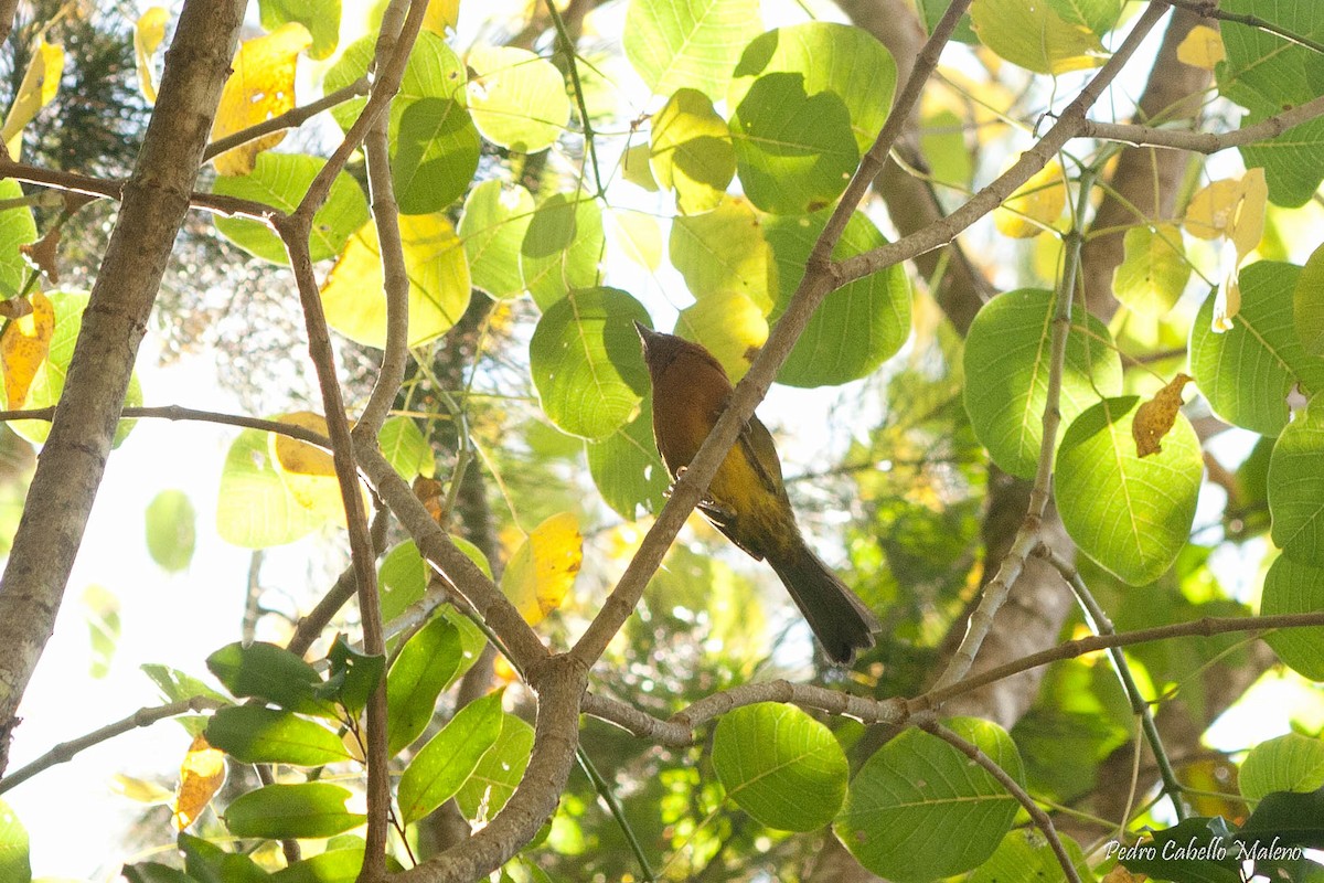 Ochre-breasted Brushfinch - ML136985671