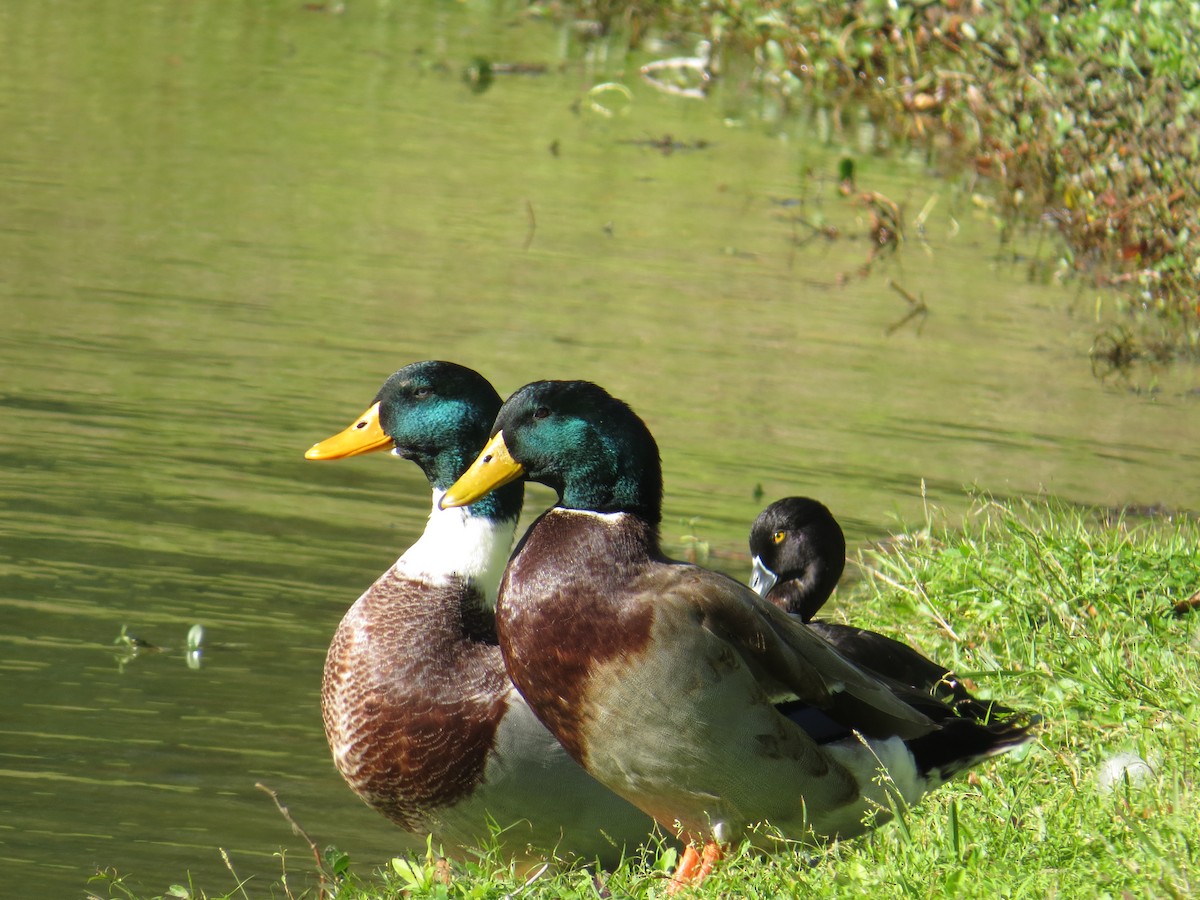 Mallard (Domestic type) - ML136989591